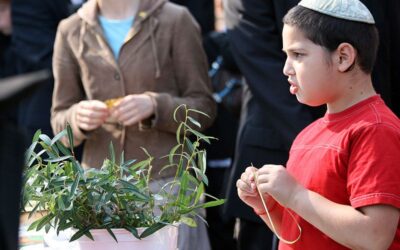 Préparation de la Fête de Souccot à Crown Heights