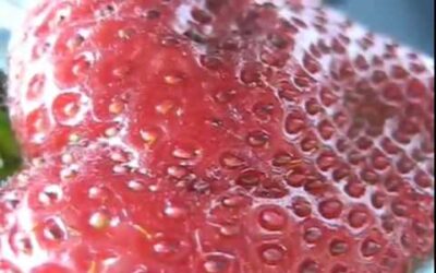 CACHEROUT : Des vers dans les fraises
