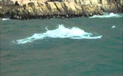 Yéchiva de Prétoria : Voyage de 10 jours à Plettenberg Bay dans l'océan Indien