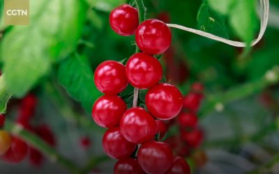 La plus petite tomate cerise du monde est israélienne