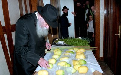 Comment le Rabbi choisissait-il les quatre espèces de la fête de Souccot ?