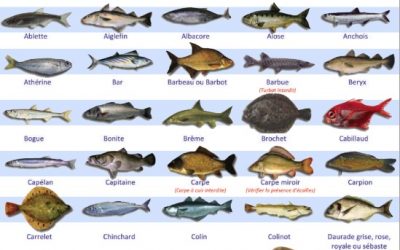 Liste des poissons Cachers (Liste du Consistoire)