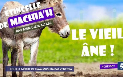 Etincelle de Machia&rsquo;h : Le vieil âne !