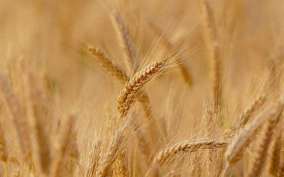 La manne et le Chabbat – rapports profonds