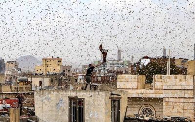 Les grands essaims de criquets pèlerins qui ont envahi une grande partie de l&rsquo;Afrique de l&rsquo;Est sont entrés en Iran
