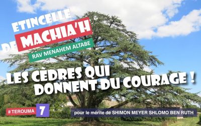 Etincelles de Machia&rsquo;h : Les cèdres qui donnent du courage !