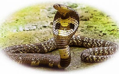 Dans le service de D.ieu, le serpent représente le mauvais penchant