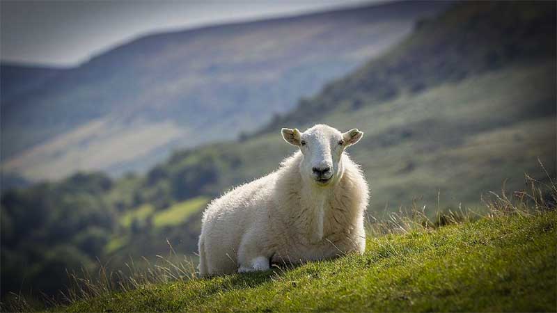 Vivre avec son Temps – Paracha de Vayetsé : Fils ou Mouton ?