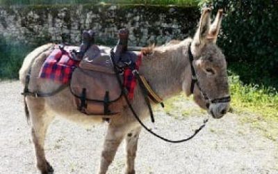 Chemot: Sommes-nous des ânes? Quel sont les trois façons de chevaucher un âne ?