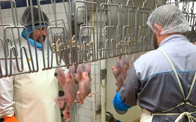 Kapparot 5785 à Gennevilliers : Che’hita et cachérisation de toutes les Kapparot au profit du Beth Loubavitch