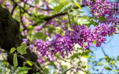 La bénédiction sur les arbres fruitiers en fleur
