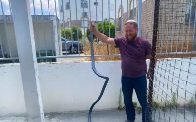 Un serpent de deux mètres capturé à Kfar Habad : l&rsquo;été arrive avec ses reptiles