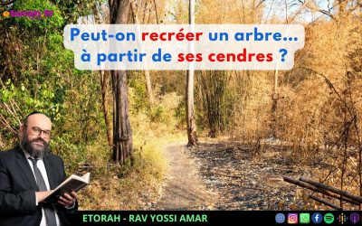 Iguérèt HaKodech Ch. 15 #1: Peut-on recréer un arbre… à partir de ses cendres ?
