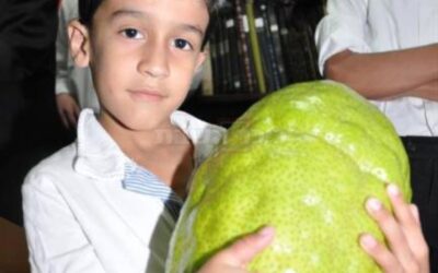 Photo du jour : Un Etrog de 7,7 kg