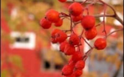NISSAN : la bénédiction sur les arbres fruitiers en fleur