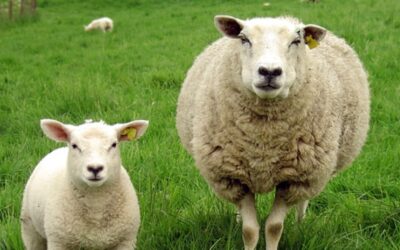 LE KORBAN : pourquoi sacrifier un animal innocent ?
