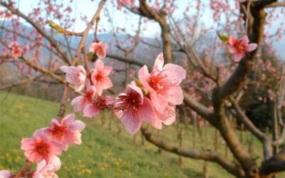 BIRKAT HAÏLANOT : la bénédiction sur les arbres fruitiers en fleur