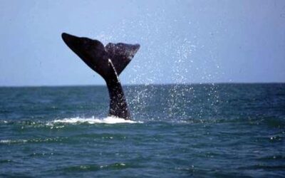 Une baleine fait son Aliyah !